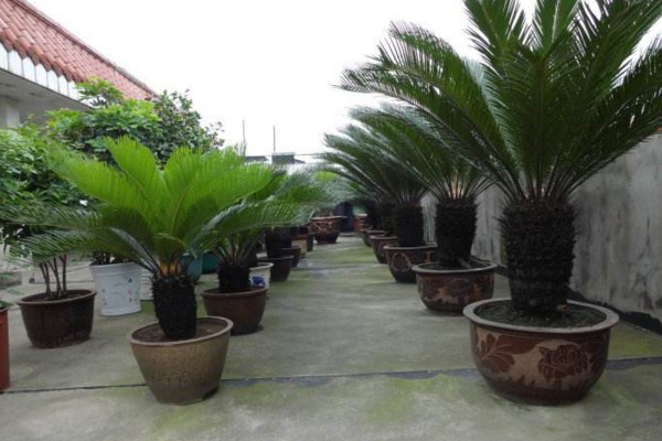 鐵樹(shù)施什么肥最好，施一些稀薄的復(fù)合液肥即可