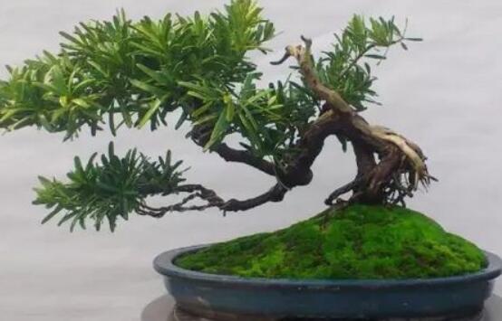 羅漢松盆景怎么養(yǎng)，老農(nóng)總結(jié)八大養(yǎng)殖方法