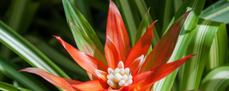 鴻運當(dāng)頭卷葉還能活么