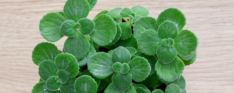 碰碰香夏天葉子變黃