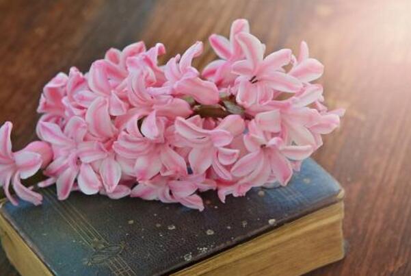 風(fēng)信子的傳說，古希臘神話中的爛漫之花