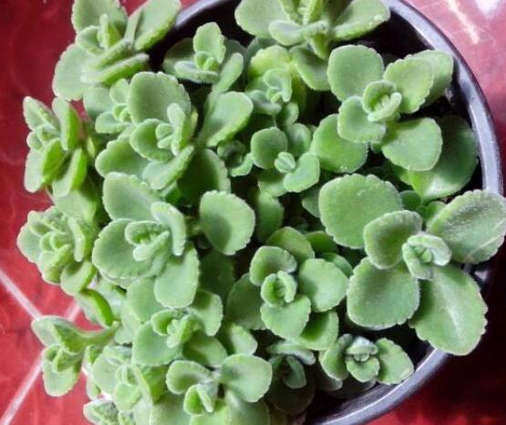 碰碰香長的太長怎么辦，及時修剪頭部/不斷進(jìn)行扦插繁殖