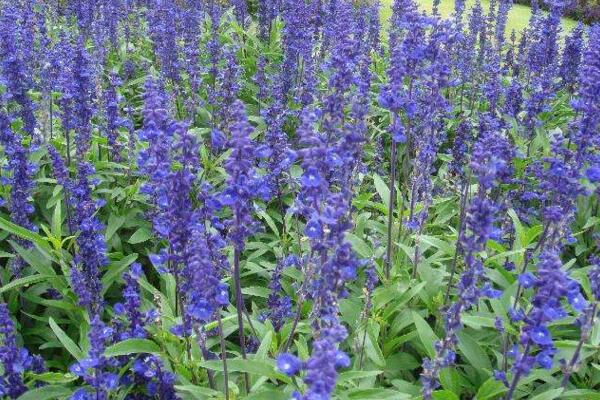 薰衣草的花期怎么養(yǎng)護(hù)，適當(dāng)澆水并保證光照充裕