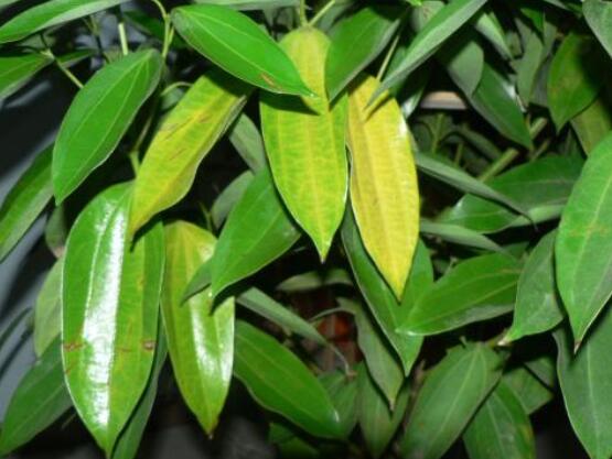 平安樹葉子發(fā)黃掉落怎么辦，教你四種解決辦法快速恢復(fù)生機(jī)