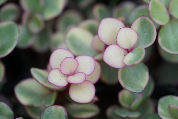 雅樂(lè)之舞夏天怎么澆水，保持土壤偏干燥