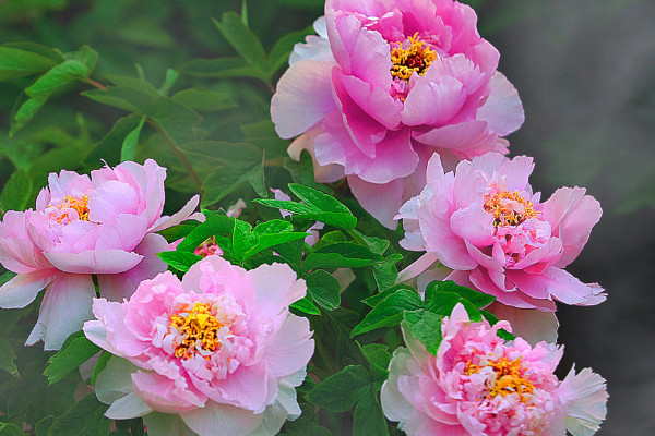 地栽牡丹過(guò)冬用不用修剪