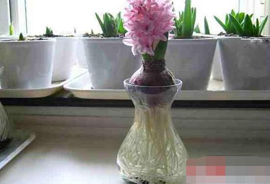 冬天能水培風信子么，可以/保持溫暖環(huán)境、注意水溫