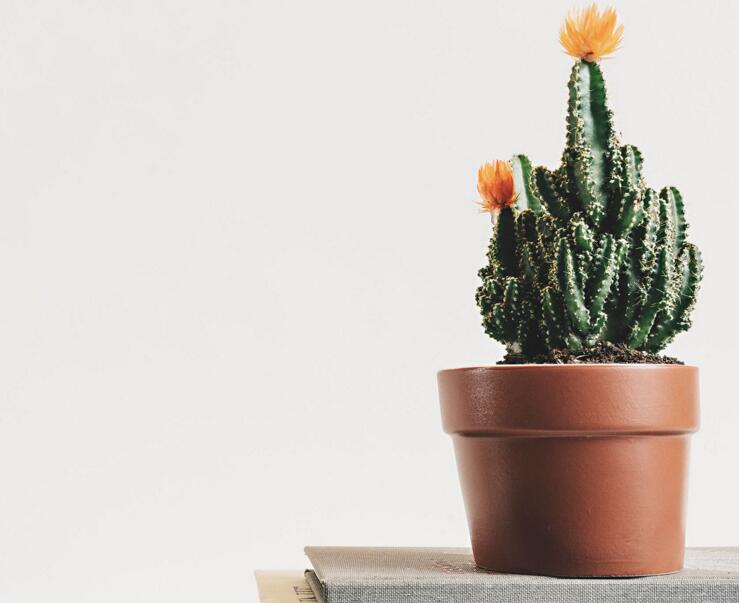 仙人掌繁殖方法大全，側(cè)芽和種子繁殖方法最適合