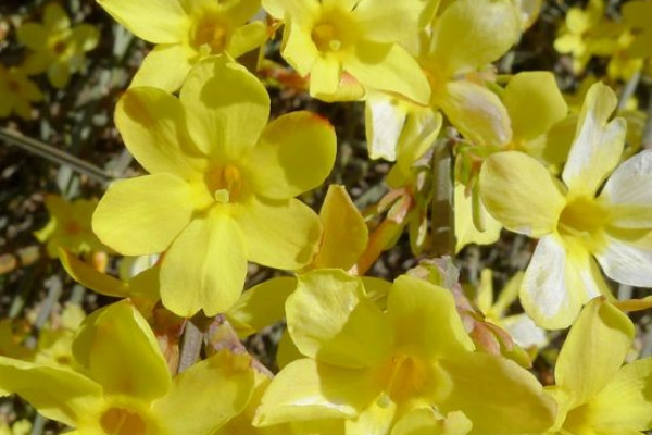 迎春花秋天修剪還發(fā)芽嗎