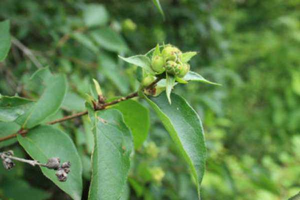 蔥皮忍冬的果實(shí)能吃嗎
