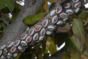 平安樹常見病蟲害有哪些，平安樹的病害防治