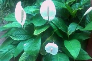 一帆風(fēng)順用什么肥料，一帆風(fēng)順施什么肥好