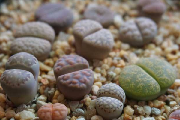 生石花最合適光照度，只需要在夏季適當(dāng)遮陰即可