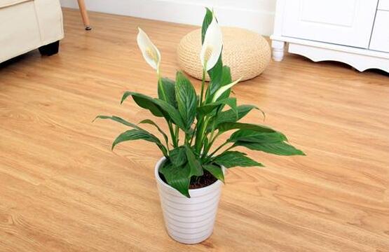 一帆風(fēng)順多久澆一次水，做到不干不澆、澆則澆透原則