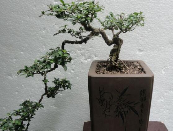 六月雪盆栽的寓意，寓意著守望愛(ài)情、不可缺的配角