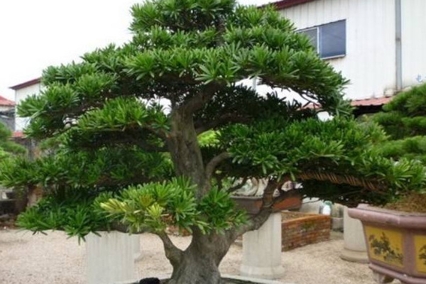 羅漢松0下10度能過(guò)冬嗎