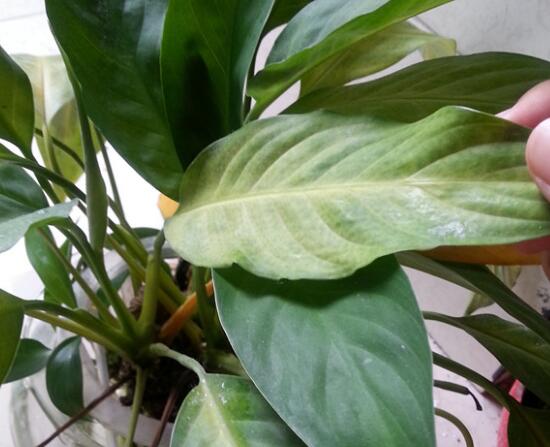 一帆風順的葉子發(fā)黃怎么辦，六步讓它恢復生機