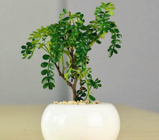 九里香怎么修剪，九里香的修剪圖解