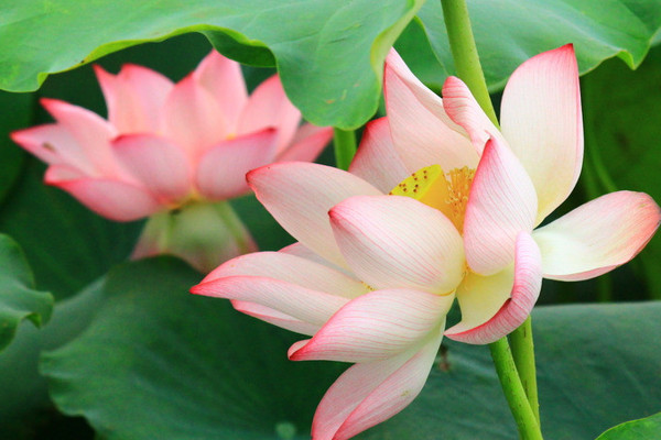 怎么養(yǎng)荷花開花多