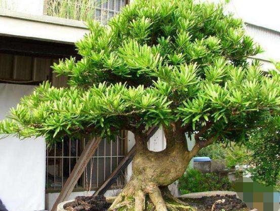 羅漢松怎么修剪，羅漢松修剪方法