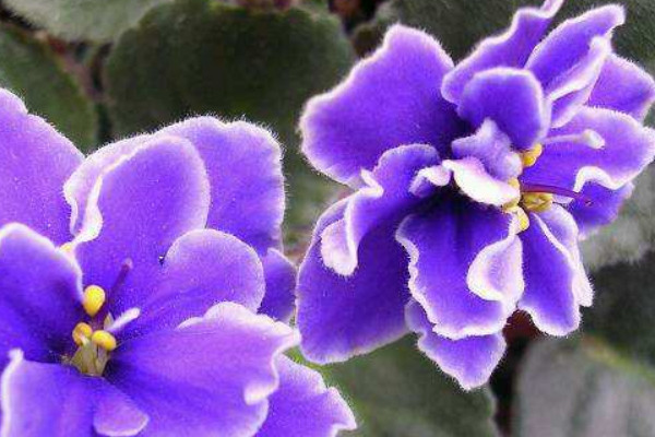 紫羅蘭的養(yǎng)殖方法和注意事項(xiàng)