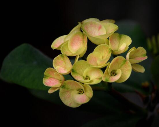 虎刺梅掉葉子怎么辦，四種原因以及解決方法