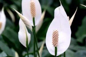 一帆風(fēng)順花語是什么，一帆風(fēng)順開花的寓意