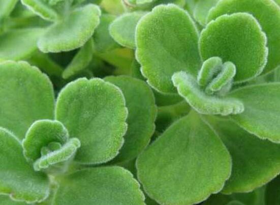 碰碰香爛根處理方法，老農(nóng)總結(jié)兩種最簡單有效措施(輕度與重度)