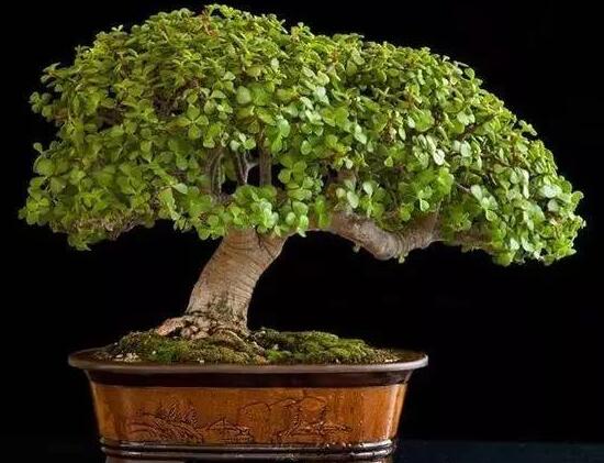 玉樹怎么修剪，玉樹的修剪方法圖解