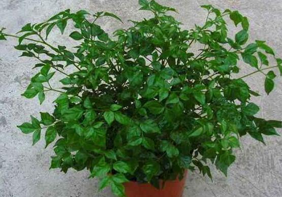 幸福樹葉子一碰就掉，教你四種原因以及解決方法