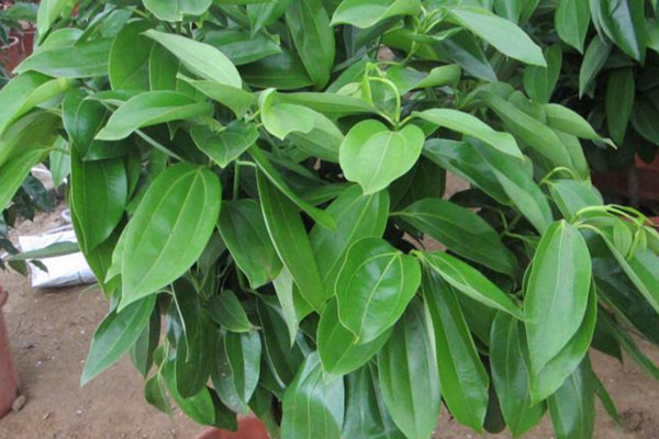 平安樹(shù)葉子下垂怎么辦，做好排水工作處理爛根