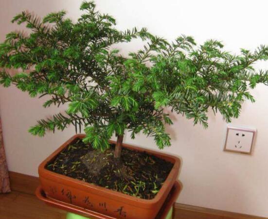 紅豆杉適合擺放在哪里，盤點(diǎn)風(fēng)水最好的五個(gè)位置