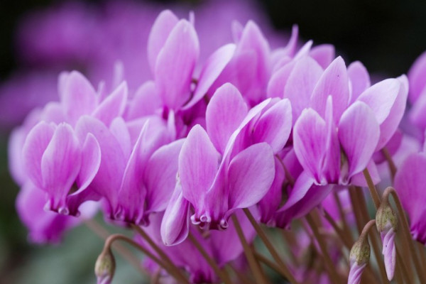 北方冬天如何養(yǎng)仙客來