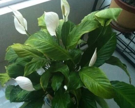 一帆風(fēng)順澆什么水好，澆淘米水、池塘水使枝葉青翠碧綠