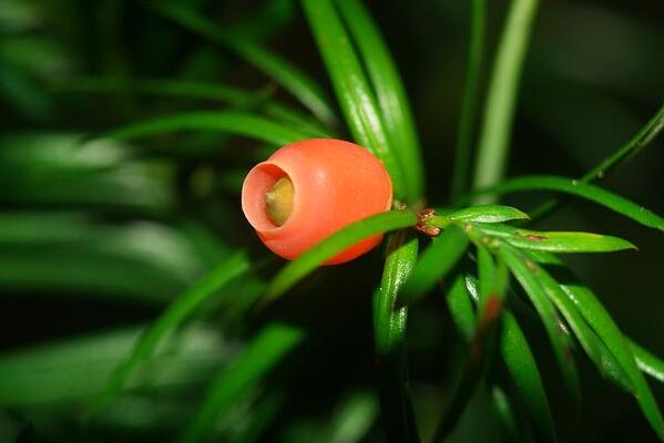 紅豆杉圖片，特征、種類以及用途介紹