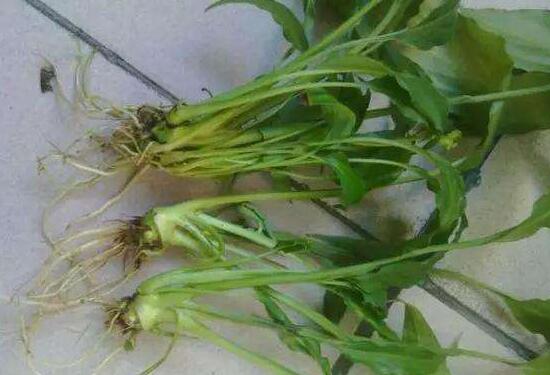 一帆風順為什么會爛根，一帆風順爛根了怎么辦