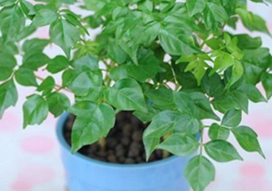 幸福樹的養(yǎng)殖方法，老農(nóng)教你八大基本養(yǎng)殖方法