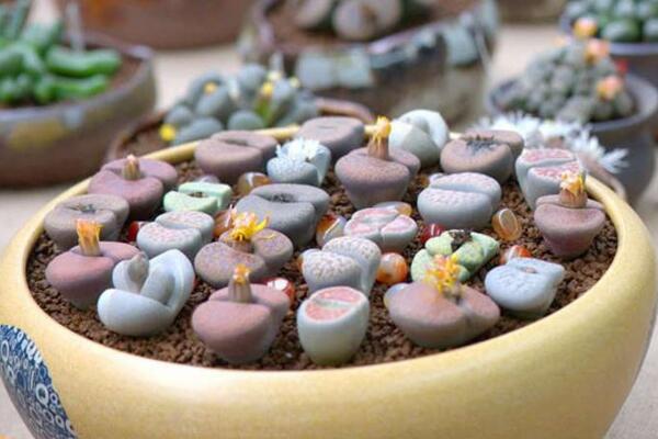 生石花怎么種，春季是生石花播種最佳時(shí)期