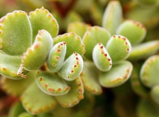 熊童子有毒嗎，無毒/驅(qū)除蚊蟲、美化環(huán)境