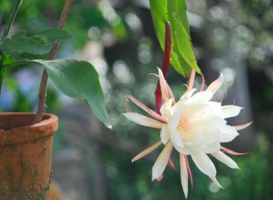 曇花多長時間澆水，只需要保證盆土微濕潤環(huán)境即可