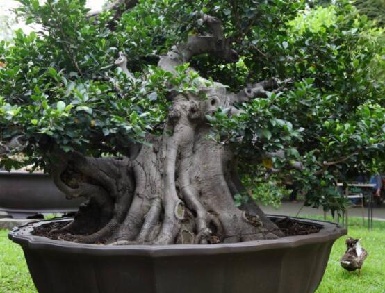 榕樹寓意到底是好是壞，象征著長(zhǎng)壽、吉祥(吉兆)