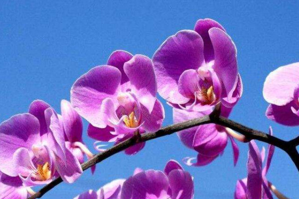 多株蝴蝶蘭能養(yǎng)在一個(gè)花盆里嗎