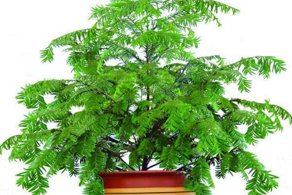 紅豆杉公母有什么區(qū)別，四大不同來區(qū)分