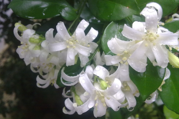 九里香為何不宜養(yǎng)在室內(nèi)