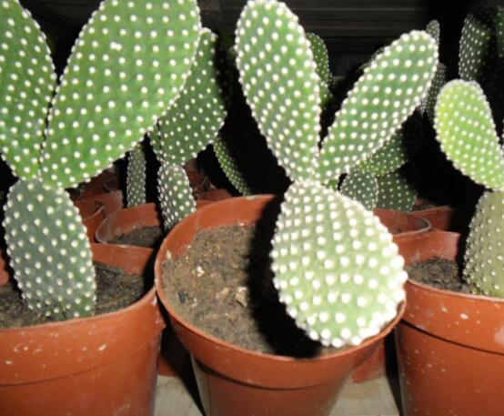 仙人掌怎么澆水和施肥，教你三個步驟便可生長枝葉翠綠