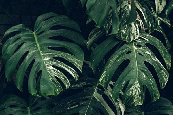 龜背竹有幾個(gè)品種