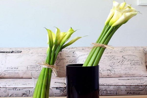 馬蹄蓮插花瓶能養(yǎng)多久，養(yǎng)護(hù)得當(dāng)可保存半個月以上