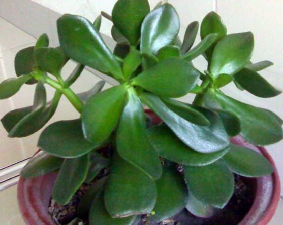 盆栽燕子掌的養(yǎng)殖方法，教你八大基本方法可生長的青翠碧綠