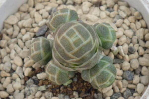 玉椿多肉怎么養(yǎng)