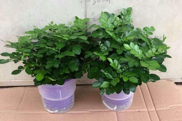 水培九里香的養(yǎng)殖方法，九里香水培養(yǎng)殖5大要點